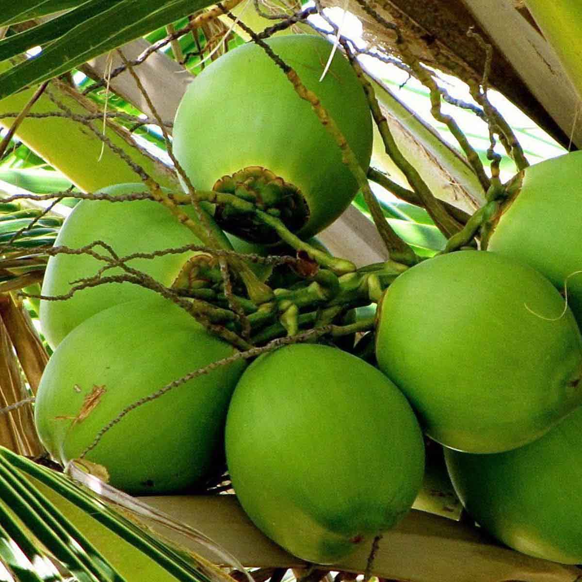 био кокосово масло