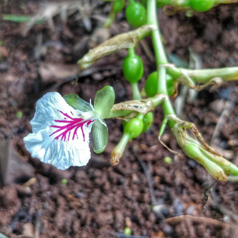 Кардамоновото масло е известно с антибактериалните си свойства, така че приложено в грижата за кожата може да помогне за по-бързо заздравяване на пъпки, ранички и други подобни. Използвано в грижата за косата почиства скалпа, намалява възпалителни процеси (ако има такива), ускорява циркулацията на кръвта и по този начин насърчава растежа на по-здрава коса.
