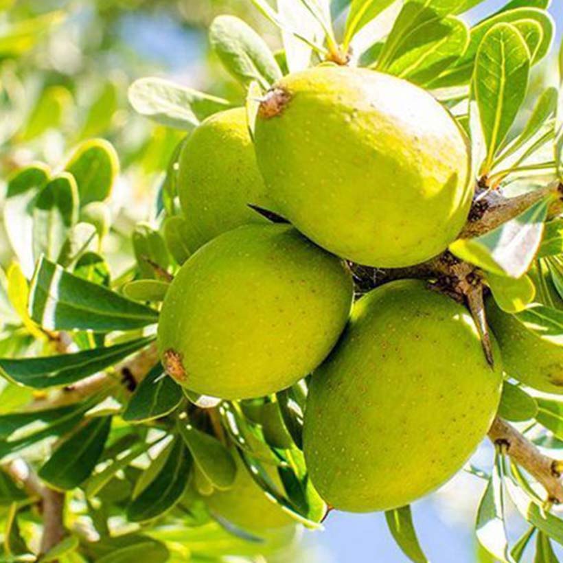 Био растително масло от Арган