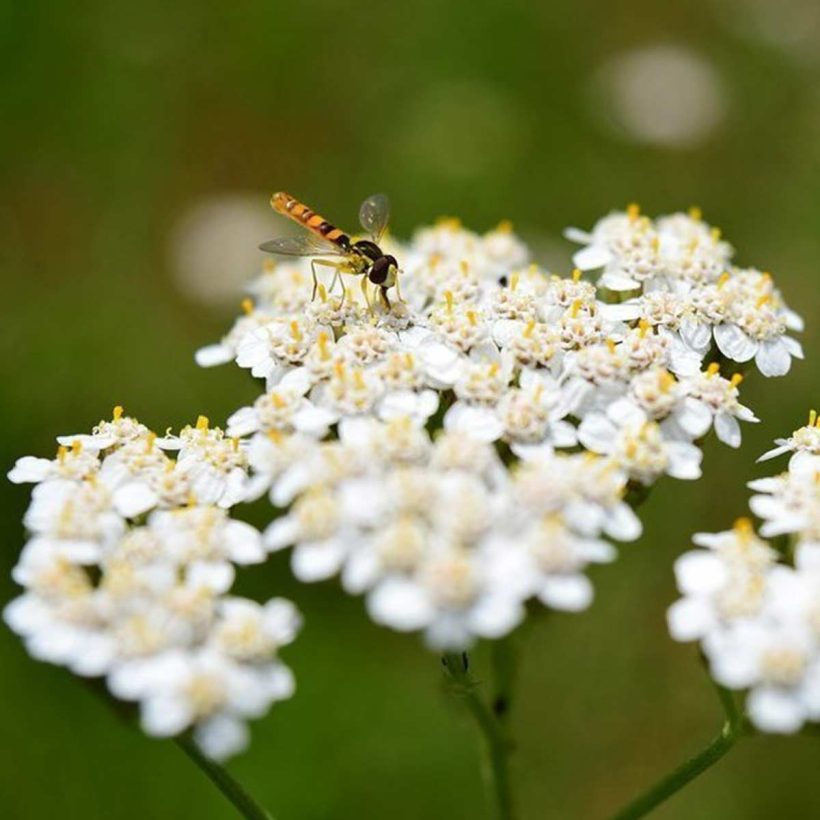 Гаргара: Добавете няколко капки масло бял равнец в чаша вода и направете гаргара не повече от една минута. Прилага се при възпаление, кървене на венците и афти в устната кухина.