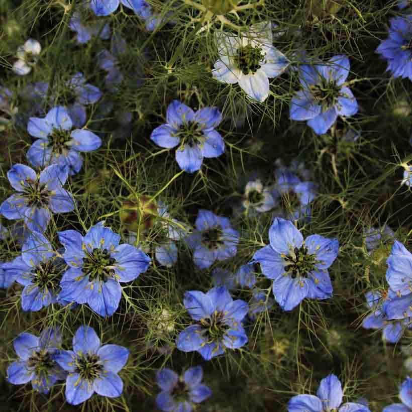 Био растително масло от Черен Кимион