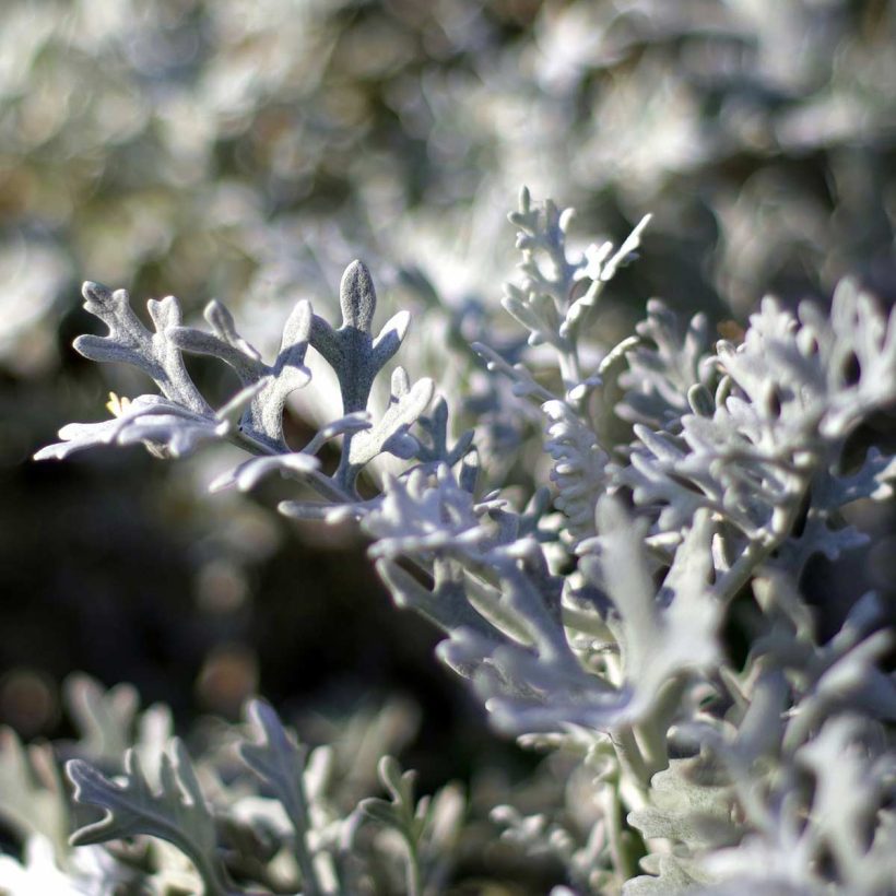 етеричното масло от пелин действа Бактерицидно; противогъбично; противоглистно; противовъзпалително; заздравяване на рани; антипиретични; кардиостимулиращо.