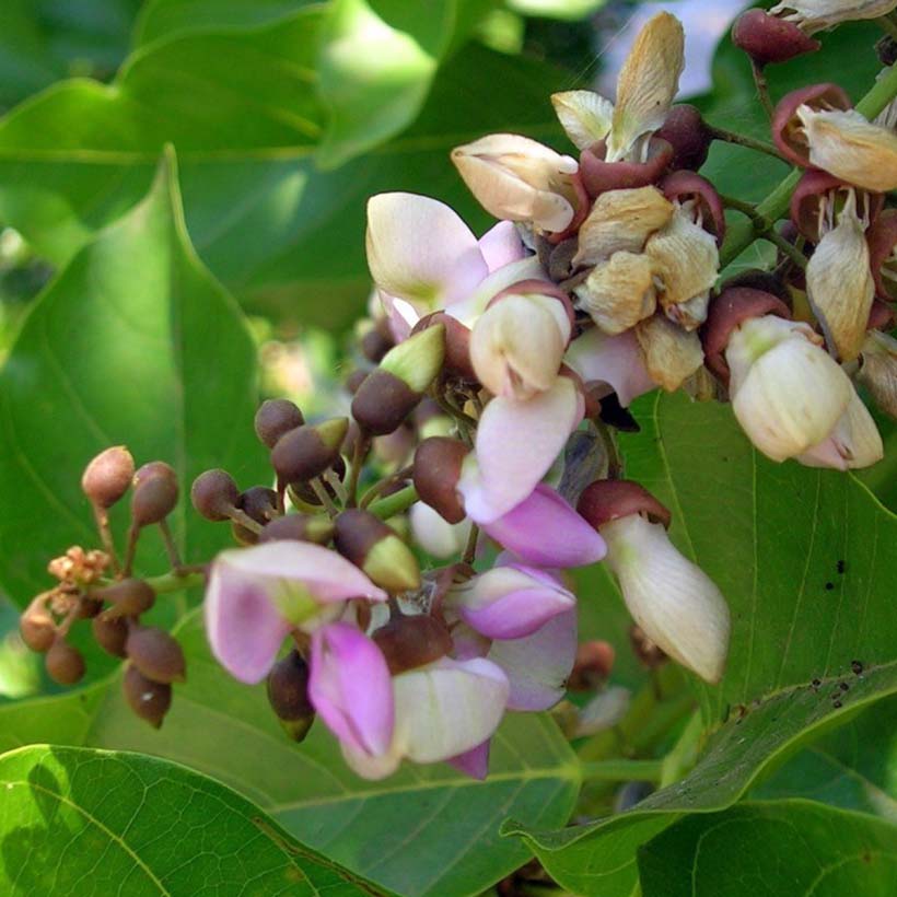 Био Растително масло от Каранджа