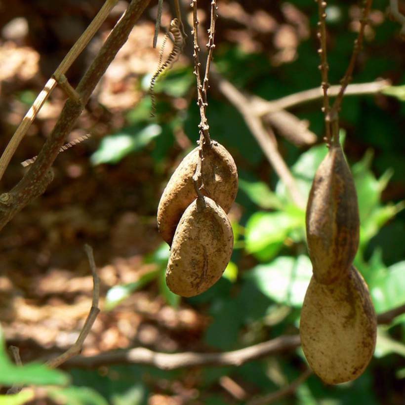 Био Растително масло от Каранджа