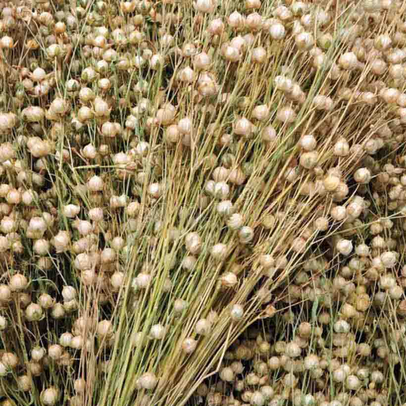 био растително масло от лен