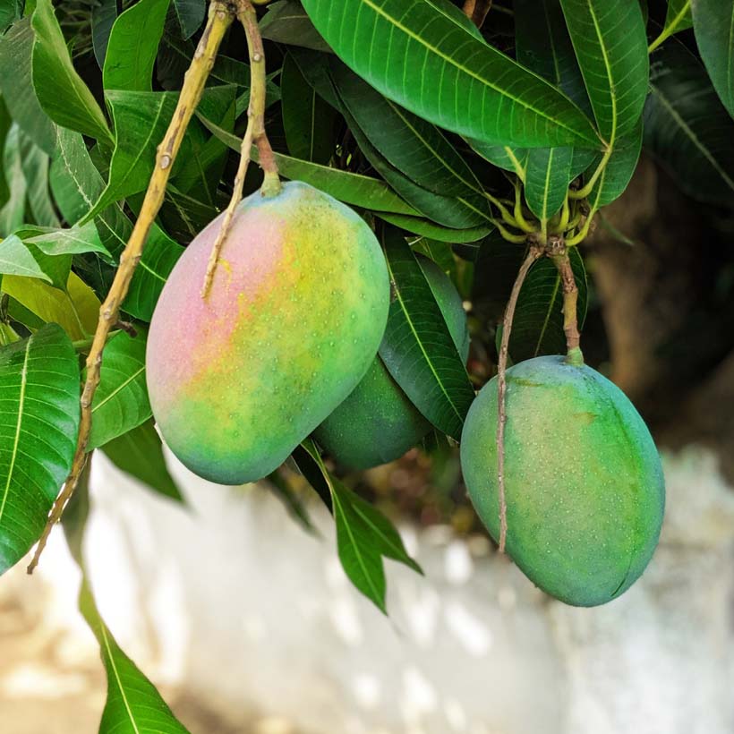 Био растително масло от Манго