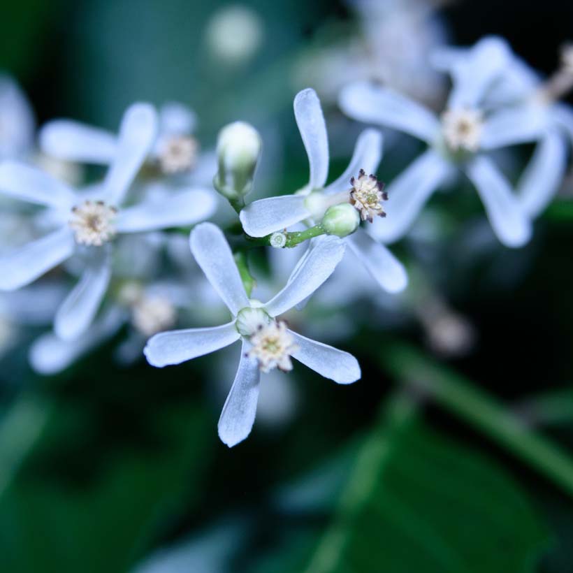 Маслото от нийм се счита като успешно средство за борба с акнето поради естествените си антибактериални свойства. Смята се, че може да подобри не само моментното състояние, но и да съдейства за справяне с проблема в дългосрочен план.