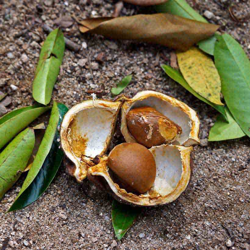 етерично масло от жожоба