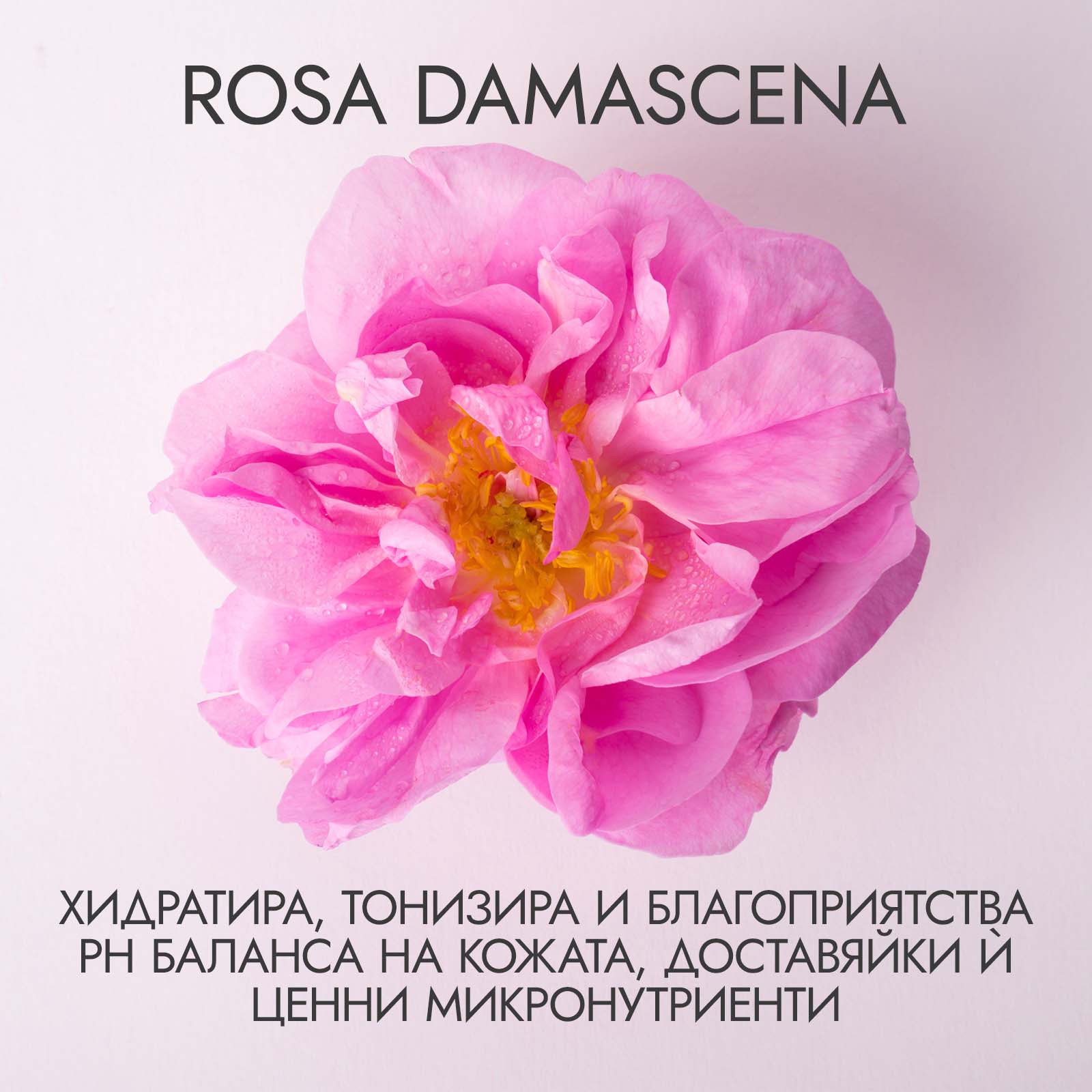 rosa_damascena_хидратира кожата