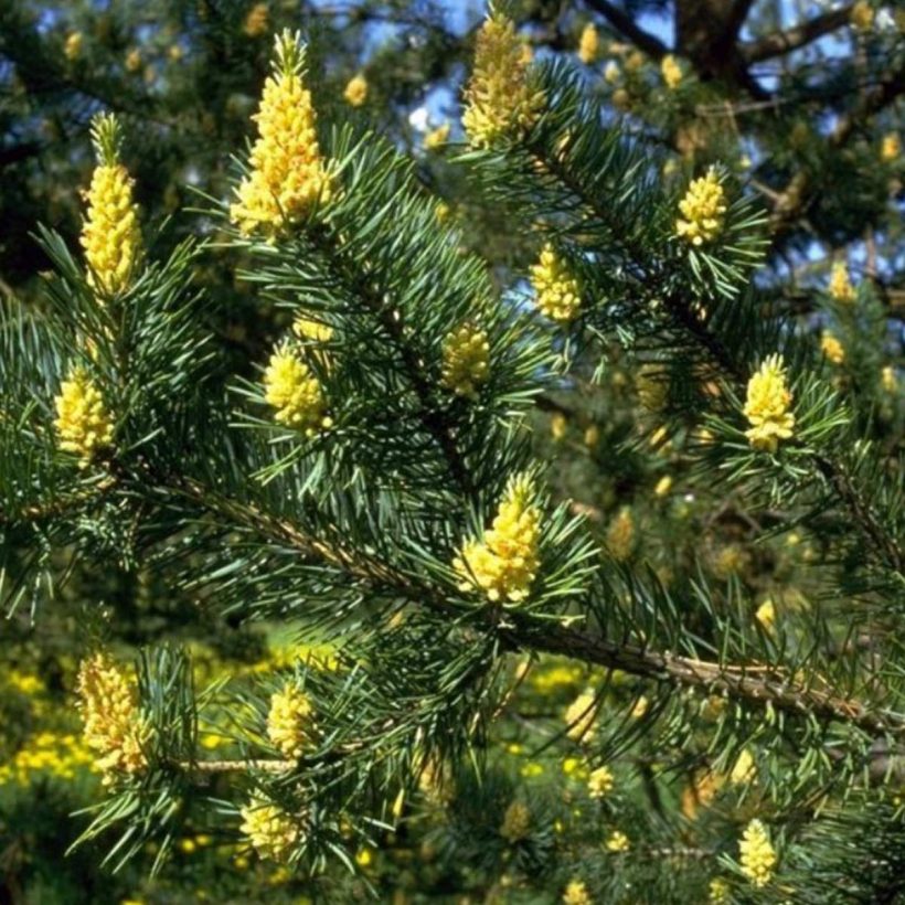 Organic-Pine-Tree-Oil